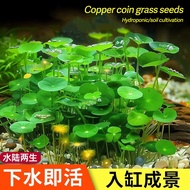 Copper money grass seeds 铜钱草种子 水培室内植物种子/水草种子 hydroponic plants indoor office desktop potted plants p