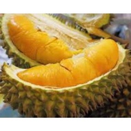 ANAK POKOK DURIAN MANTHONG/BANTAL EMAS (D159) HYBRID