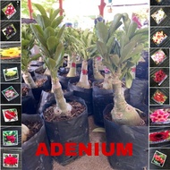 adenium plant thailand multi layer pokok kemboja ready stock malaysia