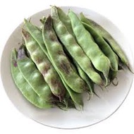 Marked Bean 3 红油豆 种子 3