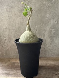 銀葉睡布袋 多肉植物 塊根 盆栽 仙人掌