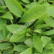 Mix HERBS/ Mixed HERBS/ Mixed HERBS