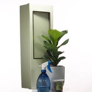 Ficus lyrata Gift Box, Fiddle-leaf fig in ceramic pot