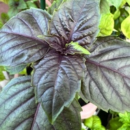Anak Pokok Red Rubin Basil – Basil Merah Cantik & Beraroma – Live Plant