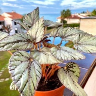 Tanaman Hias Bunga Begonia - Begonia Rex jolie silver - Daun Begonia