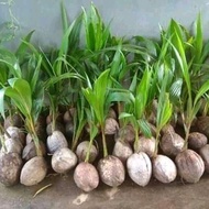 bibit kelapa dwarf unggul berkualitas / bibit kelapa