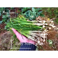Baby Solo Garlic Seeds - 50 Seeds *Pot Friendly* Small Garlic - Mango Garden