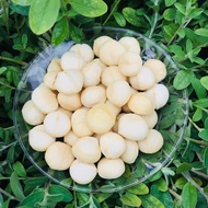 Macadamia Nuts