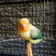 burung LoveBird Biola Pb Ewing blue