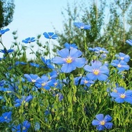 [Supply] Blue Flower Flax Seeds Potted Flowers Balcony Courtyard Flower Seeds Blue Flax Flower Seeds