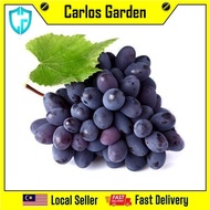 Anak Pokok Anggur Black Opal Pokok Premium Import Dari Thailand