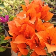 Bougainvillea "Orange king" with FREE Fertilizer and free plastic Pot