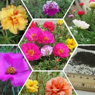 Biji Benih Bunga Moss Rose (Mixed) Portulaca Grandiflora