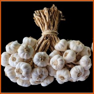 ★ ∽ ✭ 1kg Medium Native Ilocos Bawang (Bundled per kilo)