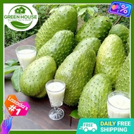 Green House® - Guyabano Seeds for Planting Vegetable Plants (5 Seed) incl. Planting Instruction, Sou