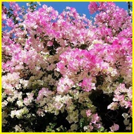 ◷ ♧ ✸ [Quick Delivery] 100pcs Colorful Bougainvillea Flower Seeds Real Potted Live Plants for Sale