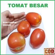 TOMAT BESAR - COD - 20 Biji / Benih / bibit ( TOMAT BESAR ) Mudah tumbuh - Seed buah - bibit sayur
