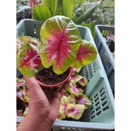 caladium lemon blush