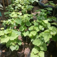 bibit tanaman anggur jupiter tinggi 45 cm