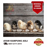 DOC Anak Ayam Kampung Asli