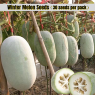 [Fast Growing] Fresh Winter Melon Seed for Sale (30 Pcs Per Pack）冬瓜种子 Bonsai Seeds for Planting Heir