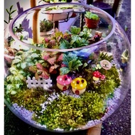 TERRARIUM FITTONIA / MOSS / SOIL / PEBBLE / CHARCOAL / PERLITE - RezqiGarden
