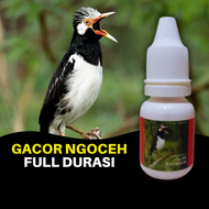 Vitamin Burung Jalak Suren / Jalak Kebo / Jalak Putih / Jalak Bali Premium Gacor Ngoceh Full Durasi