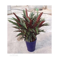 ☂20 seeds/pack Bonsai Calathea rufibarba seeds flower seeds◈