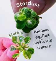 Anubias Stardust mini  Marble mini ไม้น้ำ rare item