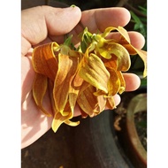 Kenanga katik desmos