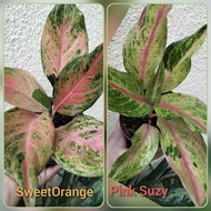 Aglaonema budgetmeal size  sweet orange and pink suzy variety indoor outdoor live plants