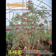 Adenium SOMALENSE seeds/ Genuine/ Import Taiwan