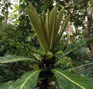 Niyog niyogan seedling live plant