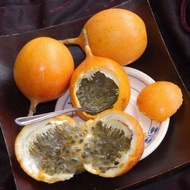 Bibit Buah Markisa Manis