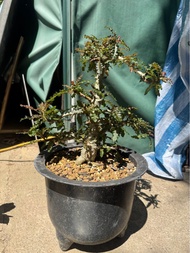 精品 塊根植物 盆景 樹少見大 老桩 娜娜乳香Boswellia nana x 索科特拉乳香Boswellia socotrana  索娜混種