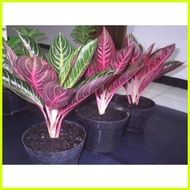 ♞,♘seeds Aglaonema Red Sumatra ( pride of Sumatra )50 seeds (not live plants)