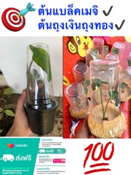 💥ไม้มงคลแปลกราคาถูก ✔️ต้นแบล็คเมจิ + ต้นถุงเงินถุงทอง ลดเหลือ 5️⃣5️⃣บาท เลี้ยงง่าย โตไว รากเดินดีแล้วจัดสีงทั่งกระถาง 🙏🏻