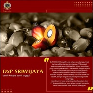 bibit sawit sriwijaya semiklon sj1 sj5 sj6 original