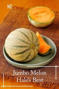 *Rare* Hale's Best Jumbo Melon Seeds - 10 Seed *Pot Friendly* Tanam Pasu, Rock Melon, Benih Melon, 蜜瓜种子 - Mango Garden