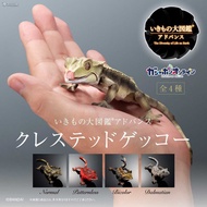 Bandai Capsule toy Encyclopedia of Biological Knowledge Simulated Reptile Gecko Eyelash Corner Gecko