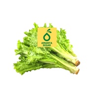 Sayuran Sayur Selada Air Segar Fresh 100 gr sd 250 gram per 1 Ikat