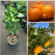 GG13 Bibit buah jeruk dekopon tanaman buah jeruk hasil okulasi