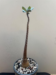 索島沙漠玫瑰 Adenium socotranum