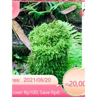 artificial moss wepping moss decorates semi-terrarium terrarium setup