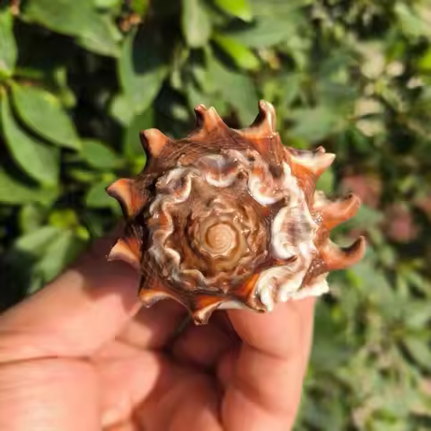 Ratchet Black Incense Snail Natural Conch Shell Collection Specimen Creative Fish Tank Aquarium Land