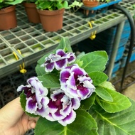 Sinningia speciosa cultivars (0.2m) Bundle Of 2 - For House Plant