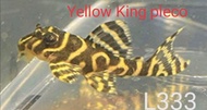 L333 Yellow King Pleco (5--6cm++) *DOA AVAILABLE *