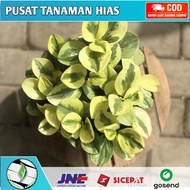 Tanaman hias jade plant varigata-tanaman hidup-tanaman hias hidup-bunga hidup-bunga hidup murah-tanaman hias murah-tanaman gantung hidup-bunga hidup tanaman hias-tanaman bunga hidup-tanaman hias murah