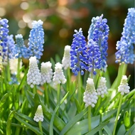 Grape Hyacinth Planting Ball Soil Culture Hydroponic Flower Seeds Autumn Winter Planting Year Blosso