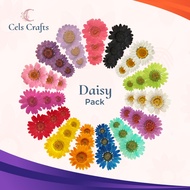 [Pack] Pressed Flower Daisy - Colorful Original Dried Daisy Flower